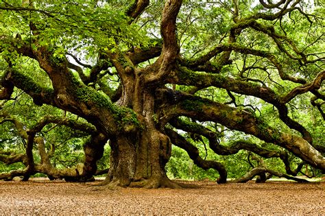 The Mighty Oak Natures Greatest Survivor Quercus Living