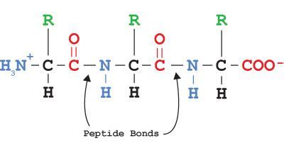 Amino Acids Peptide Bond - Brain Mind Article