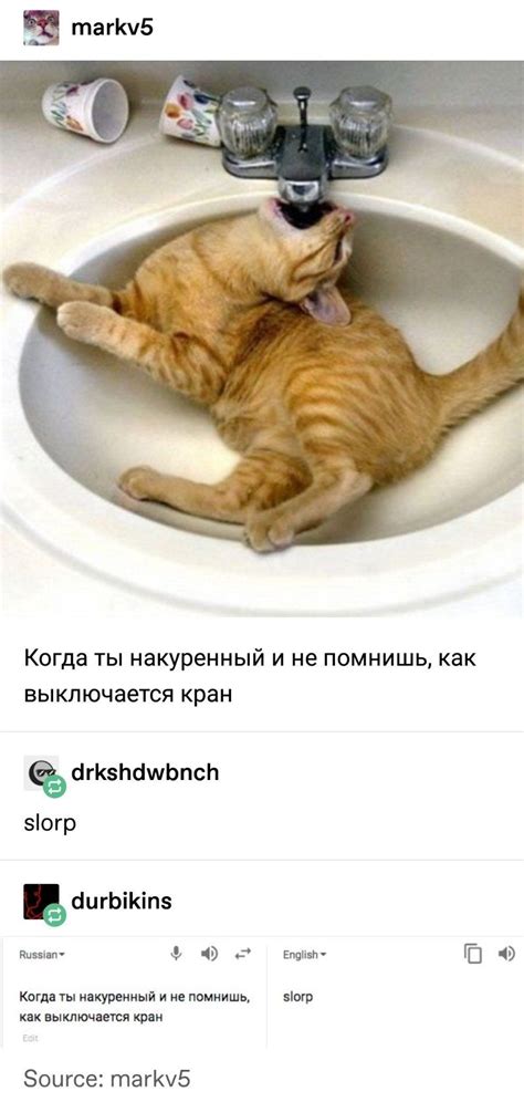 Purrrely Funny Russian Cat Memes Translated To English | Russian cat ...