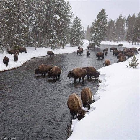 My Evilmilk Yellowstone National Park