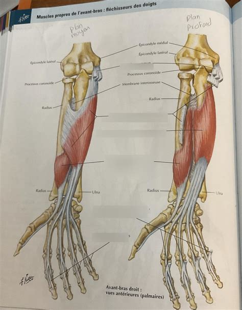 Pht Bras Et Avant Bras Muscles Partie Diagram Quizlet