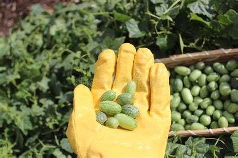 Cucumber harvest stock image. Image of harvest, natural - 266965255