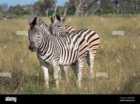 Zebra Okavango Delta Botswana Stock Photo Alamy