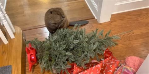 Adorable beaver steals Christmas tree to make a festive dam