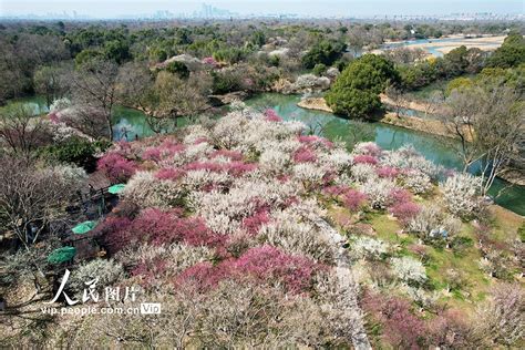 浙江杭州：西溪湿地“曲水寻梅” 当代先锋网 国内