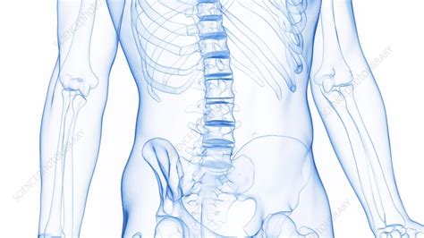 Animation Of A Man S Inflamed Lumbar Vertebral Bones Stock Video Clip