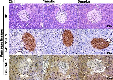 Effect Of Pfoa On Pancreatic Immunophenotypes He Staining Showed