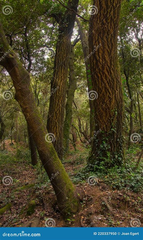 Bosque De Pino Y Encino Foto De Archivo Imagen De Grupo