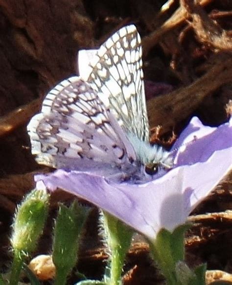 Common Checkered Skipper Pyrgus Communis Davis Ca Oct Flickr