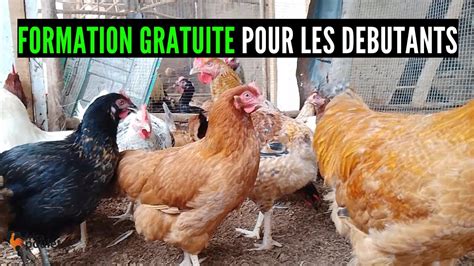 Debutant Formation Gratuite De Poulet R Ussir Son Levage De Poulet