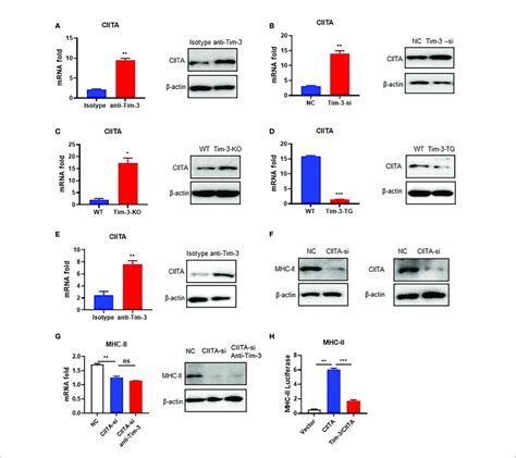 Tim 3 Signaling Inhibits Mhc Ii Expression Through Ciita In