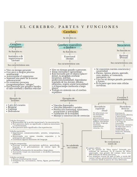 El Cerebro Partes Y Funciones Actividad 1 Cuadro Sinoptico Conclusión Nuestro Cerebro