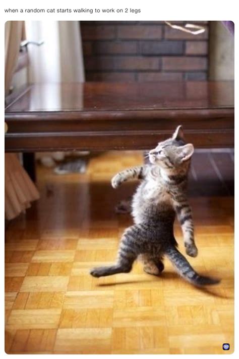 funny animal walking video