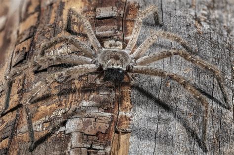 Giant crab spider - Stock Image - C058/4026 - Science Photo Library