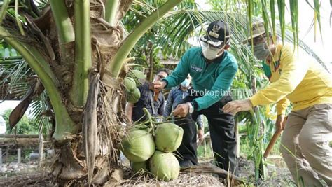 Kelapa Pandan Wangi