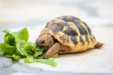 10+ Best Beginner Pet Turtles and Tortoises - PetHelpful