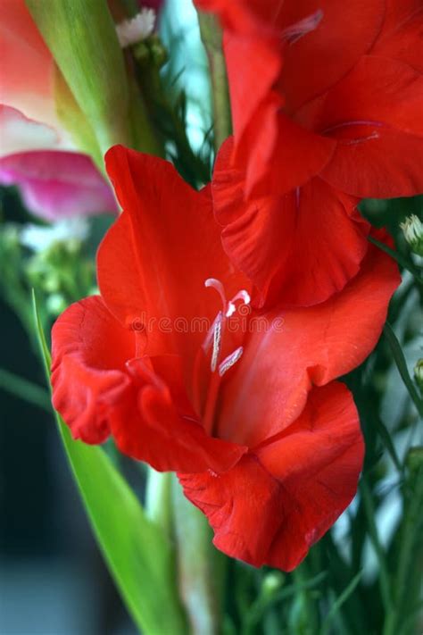 Tropical Flower Stock Image Image Of Summer Stamen 46610577