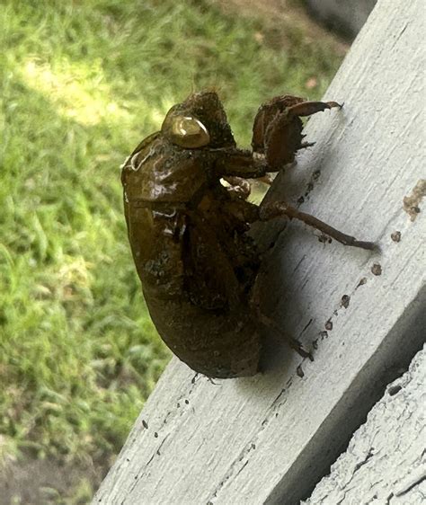 Cicada : r/insects