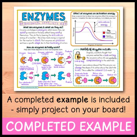 Enzymes Doodle Notes Emmatheteachie