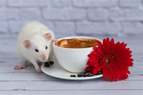 A Cute White Rat Sits Next To A Cup Of Coffee Or Tea Morning Breakfast