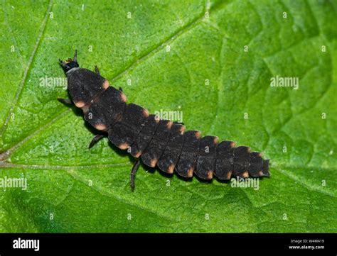 Glow-worm Larvae, Lampyris noctiluca, Bonsai Bank, Denge Woods, Kent UK ...