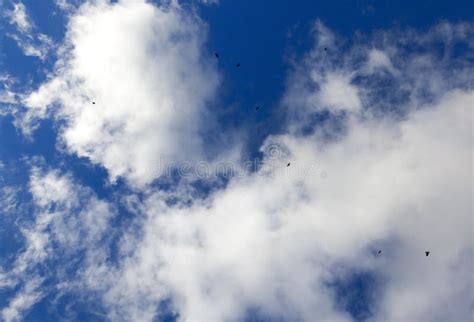 Uccelli Che Volano Nel Cielo Immagine Stock Immagine Di Paesaggio