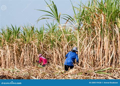 Sugarcane Farmer At Sugar Cane Field In Harvest Season Sugarcane