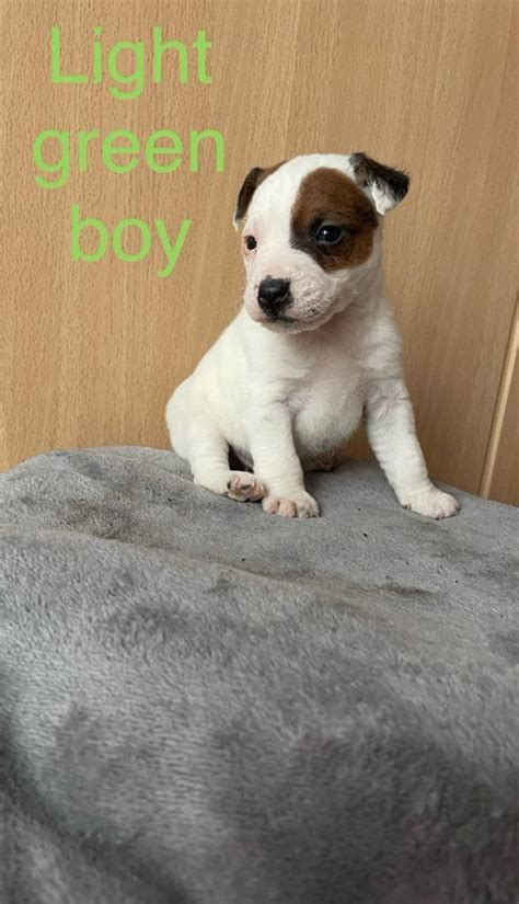 Outstanding True Jack Russell Puppies For Sale In Staplehurst Kent