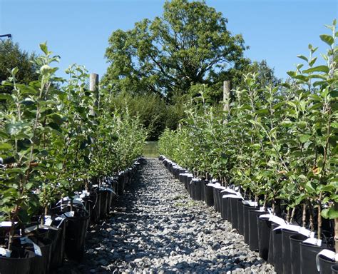 Irish Heritage Potted Apple Trees Now on Sale – Irish Seed Savers ...