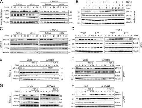 Pten Down Regulates Perk A And B Western Blot Analysis Of Dermal