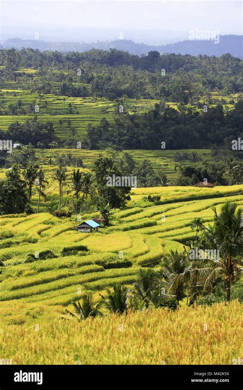 Jatiluwih Rice Terrace Hi Res Stock Photography And Images Alamy