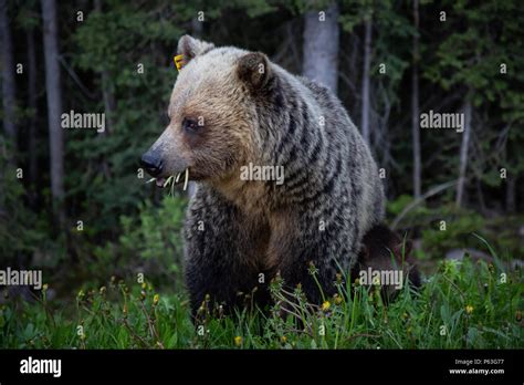 Mother Grizzly Bear With Her Cubs Is Eating Weeds And Grass In The