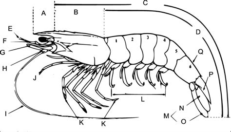 General External Morphology Of The Penaeus Vannamei A Rostrum B