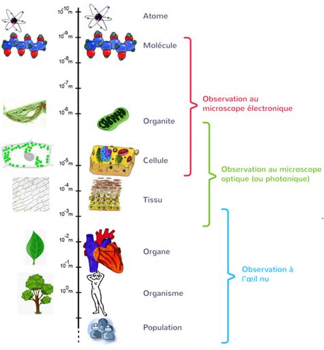 CHAPITRE 1 Organisation Fonctionnelle Du Vivant SVT