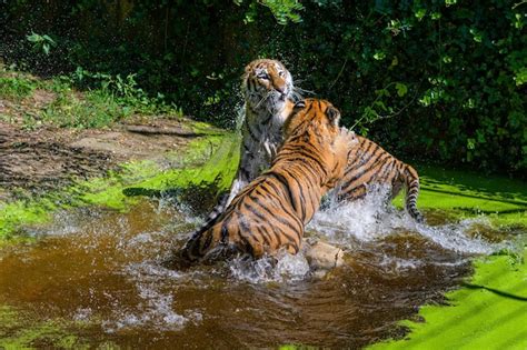 Los Tigres Juegan Peleando En El Agua Dos Tigres De Bengala Machos