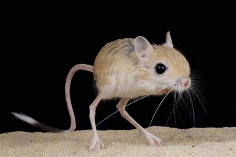 Jerboa - Alchetron, The Free Social Encyclopedia