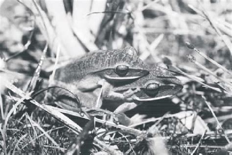 Casal De Hypsiboas Albopunctatus Em Amplexo Momentos Antes Da Fêmea Se Download Scientific