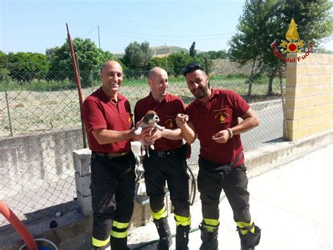 Cucciolo Cane Cade In Tombino Salvato Da Vigili Fuoco Catanzaro