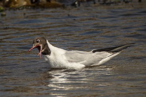 La Mouette Rieuse Chroicocephalus Ridibundus Sand Flo Photography