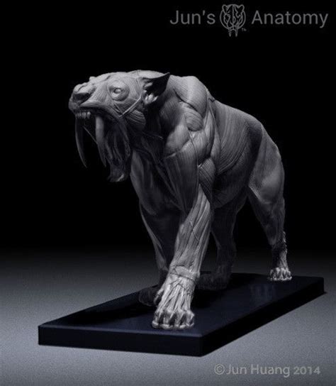 Smilodon Populator "Saber-tooth Cat" Anatomy model 1/6th scale - flesh ...