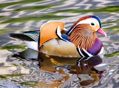 Mandarin Duckling