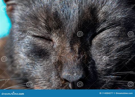 Cat Expresses Emotions,smile Eyes,house Favourite Stock Image - Image ...