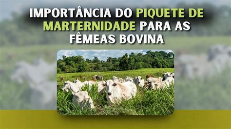 A Import Ncia Do Piquete De Maternidade Para As F Meas Bovinas