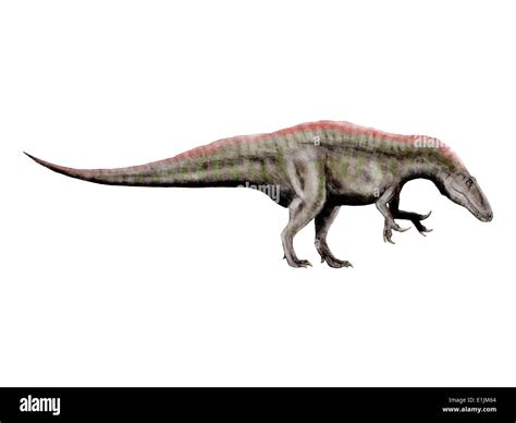 Acrocanthosaurus Un Dinosaurio Terópodos Desde Comienzos Del Período Cretácico Fotografía De