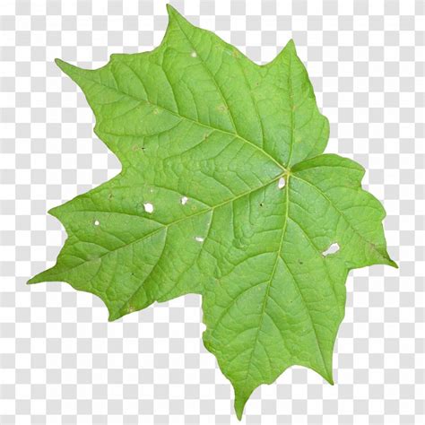 Leaf Texture Mapping Vine - Leaves Transparent PNG