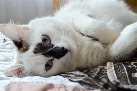 Un Gato Blanco Con Ojos Azules Y Una Nariz Negra Miente En Su Lado