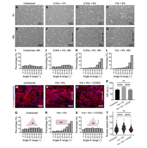 Phase Contrast Images Of HMSCs Cultured On Polydimethylsiloxane