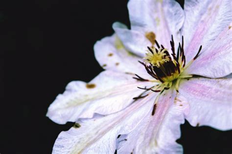 Free Images Blossom Flower Petal Pollen Red Stamp Botany Close