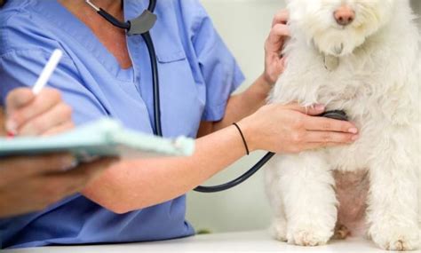 Como Escolher Um Bom Veterinario Para Seu Pet Tudo Sobre Seu Pet