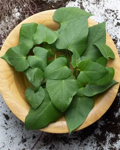 21 Best Tips to Grow Sweet Potatoes in a Bag : Simply Old-Fashioned